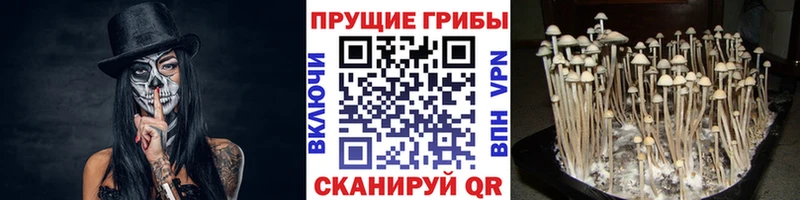 купить наркоту  ОМГ ОМГ ссылки  Галлюциногенные грибы Psilocybine cubensis  Михайловка 